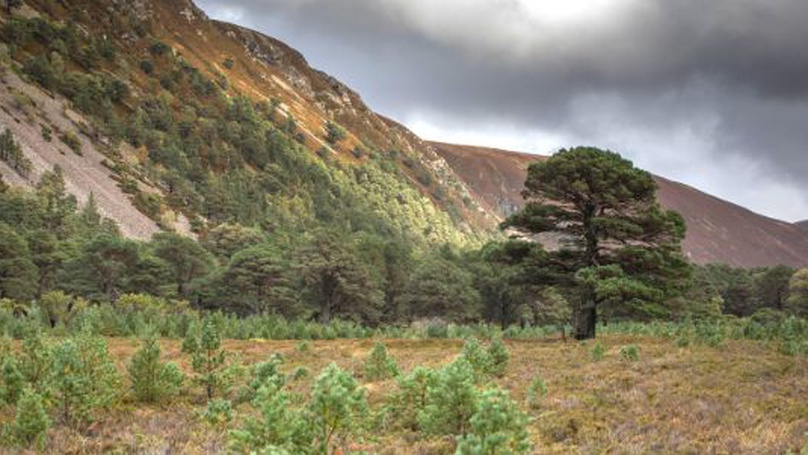 Renewables Trees