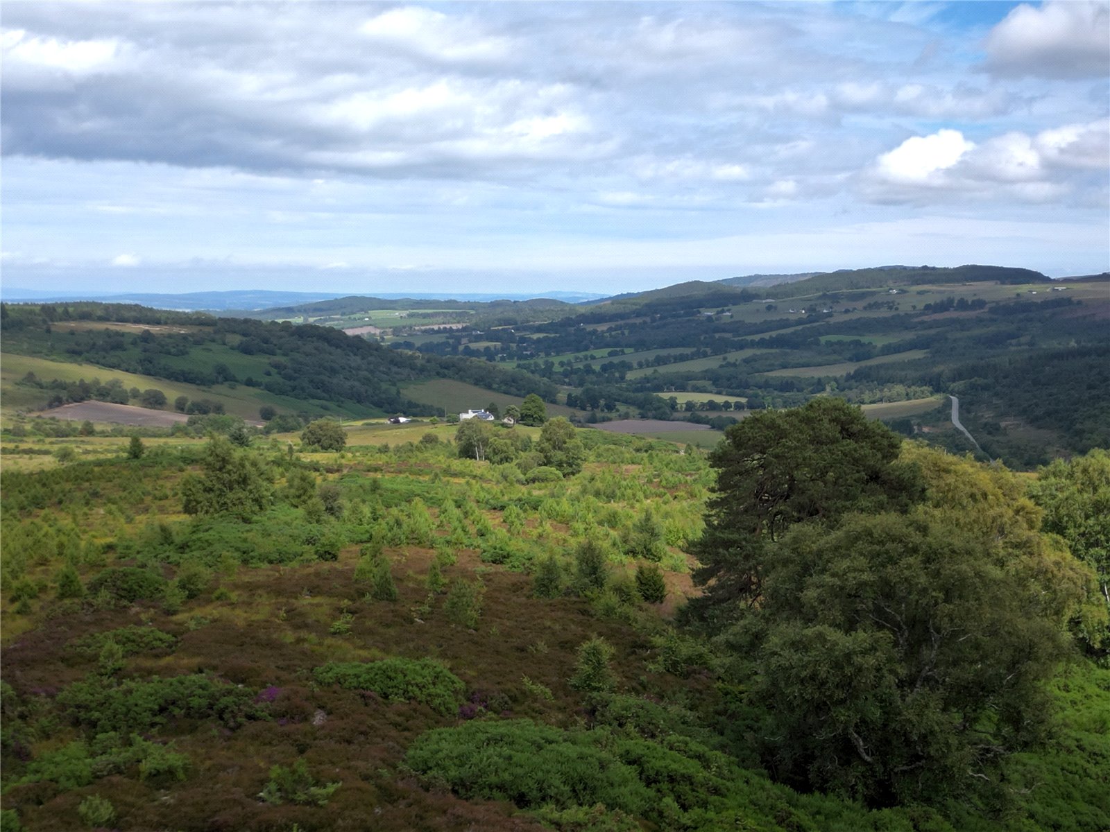 Fanblair Woodland