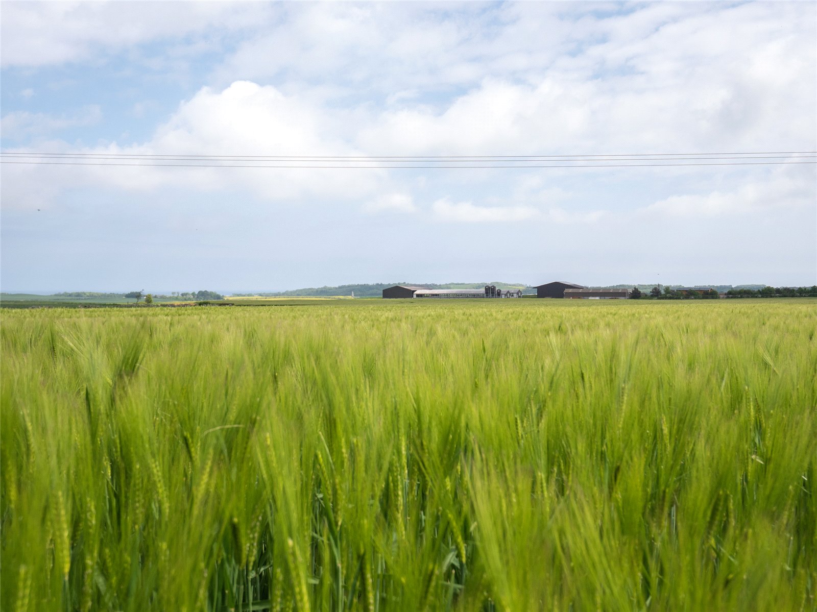 Arable Field