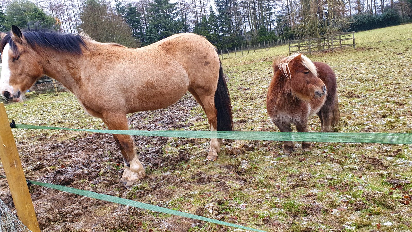 Horses