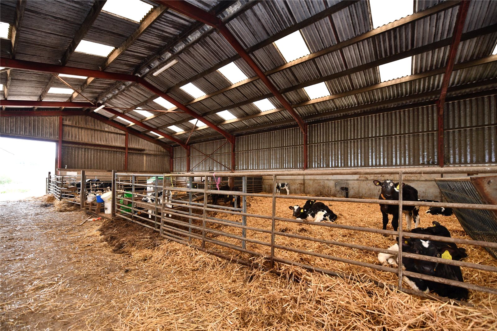 Calf Shed