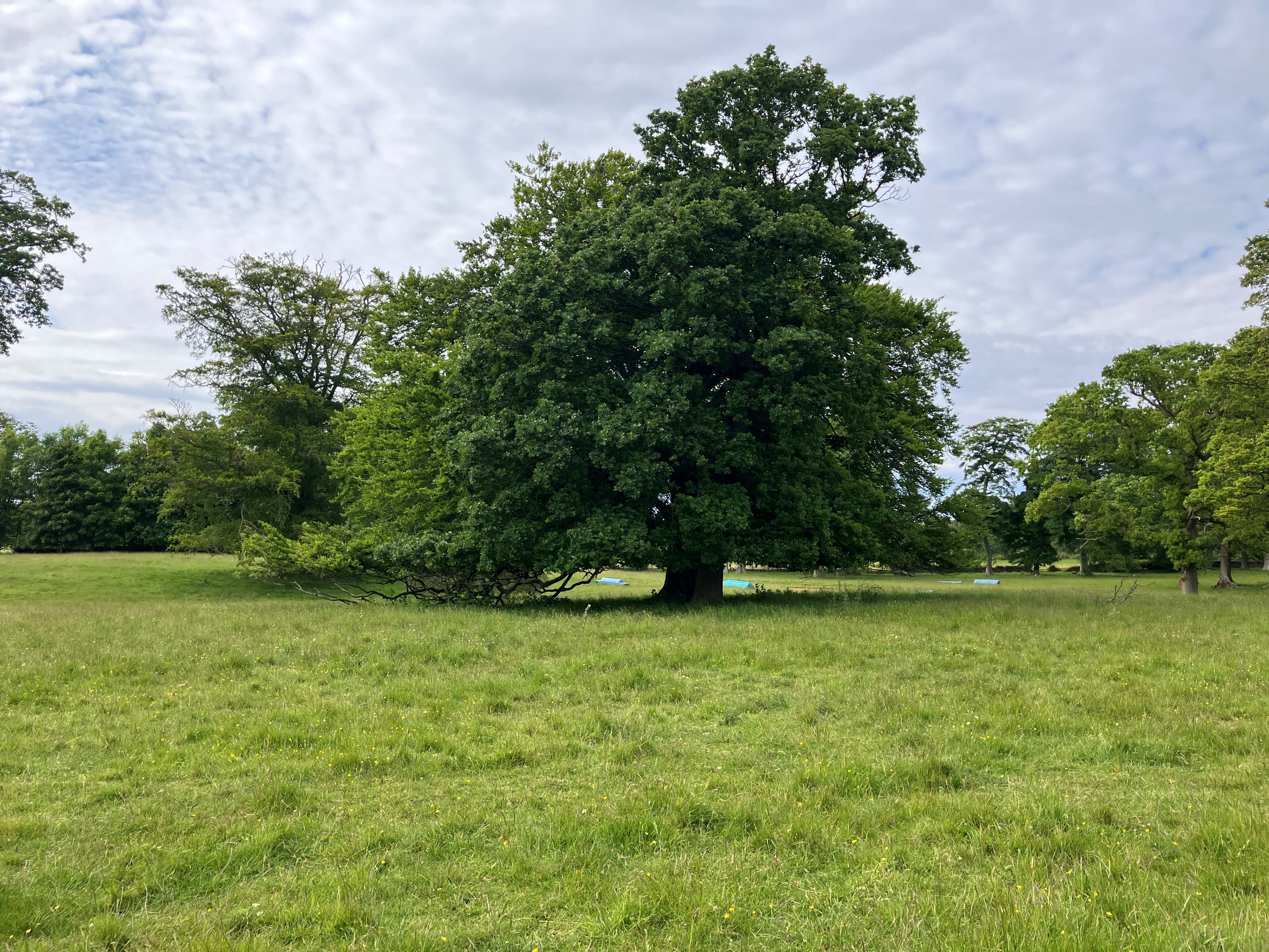 Oak Tree | Natural Capital | Galbraith 