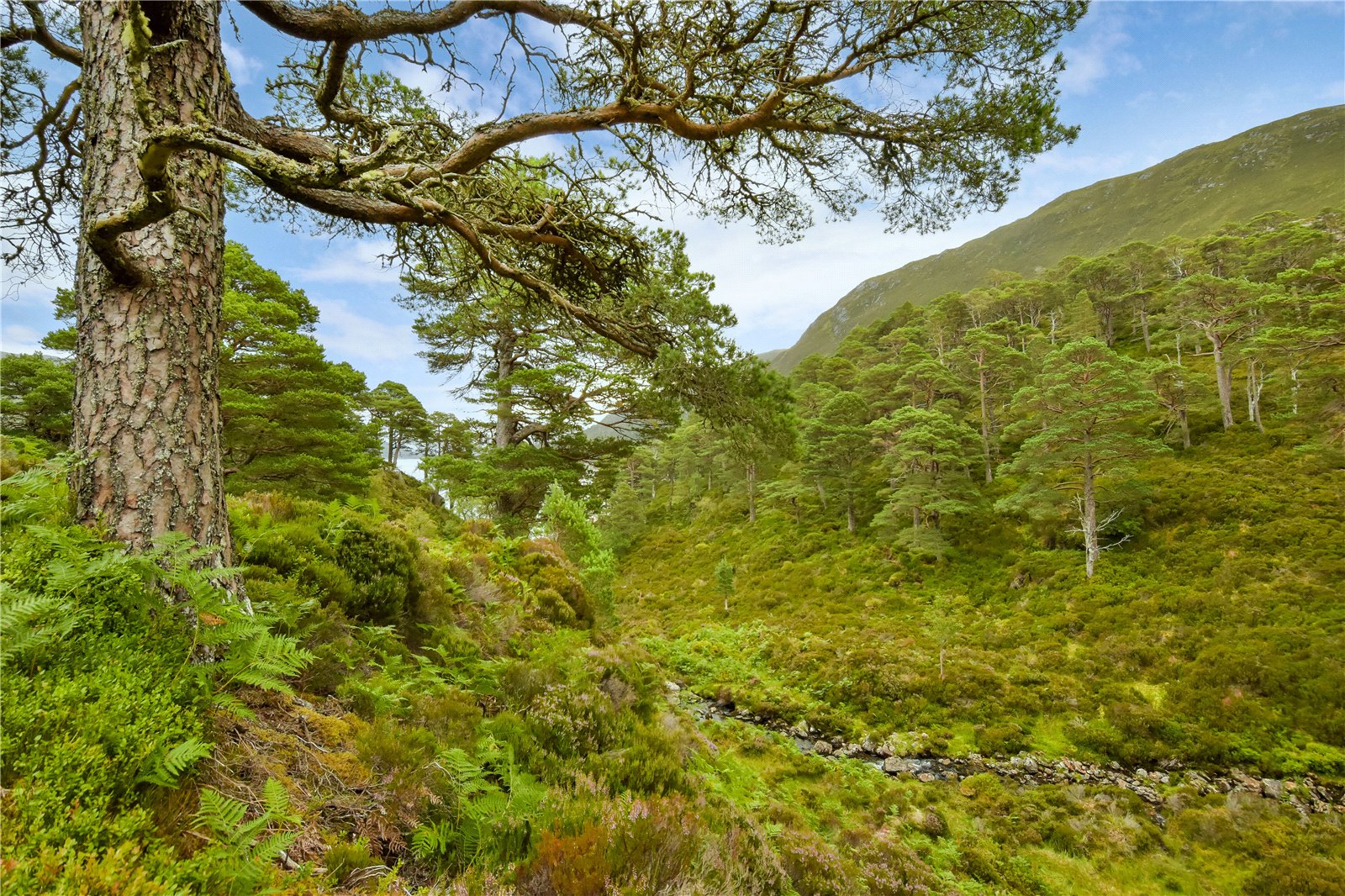 Mullardoch Estate