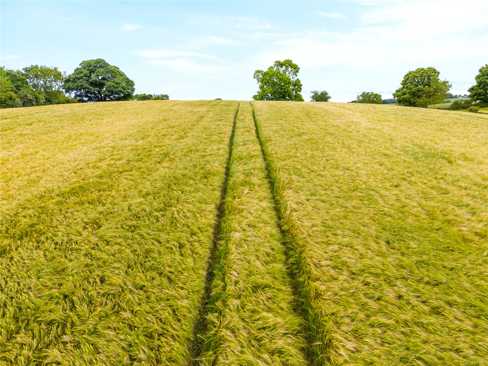 Spring Barley