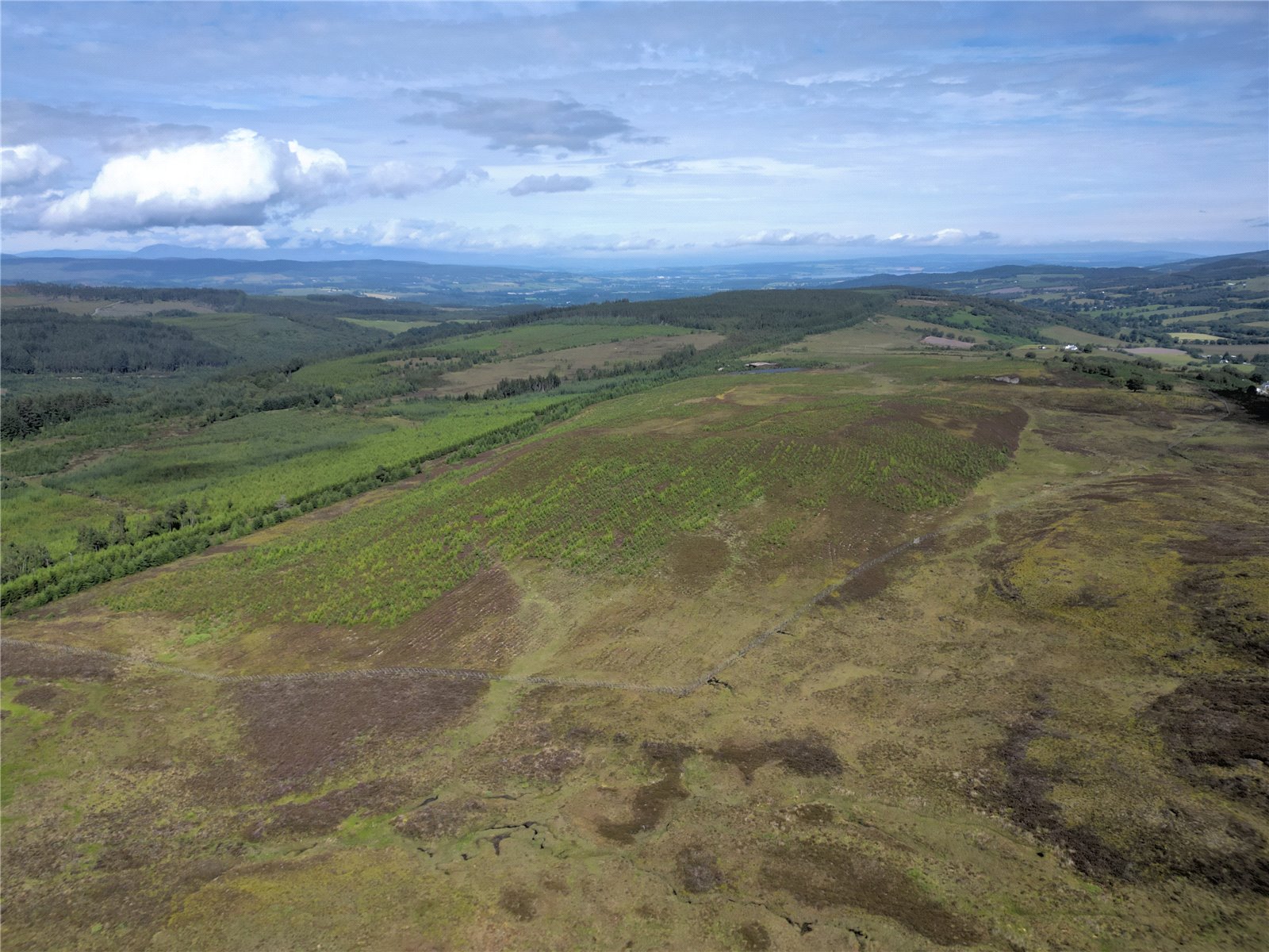 Fanblair Woodland