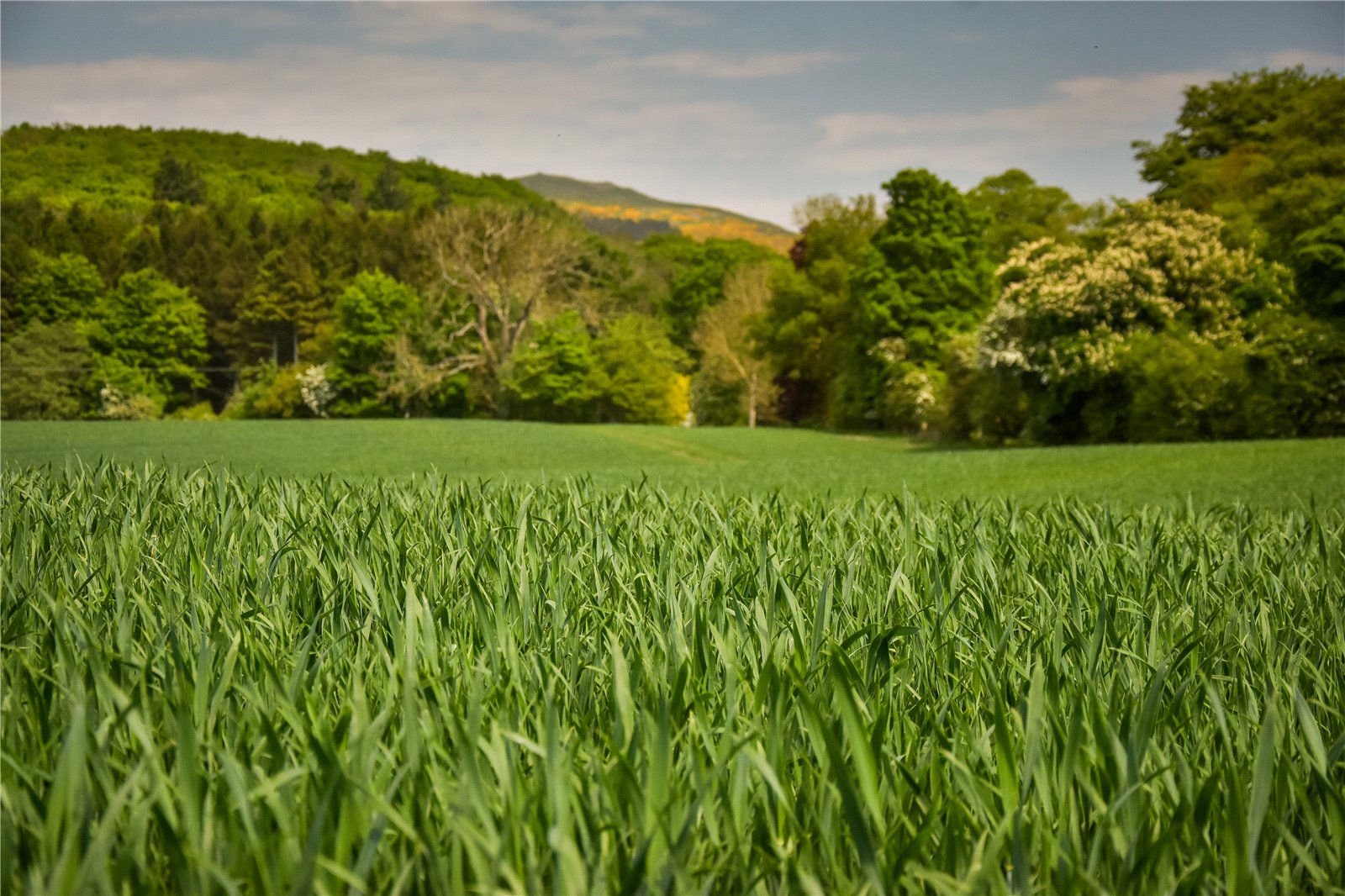 Ayton Farmland