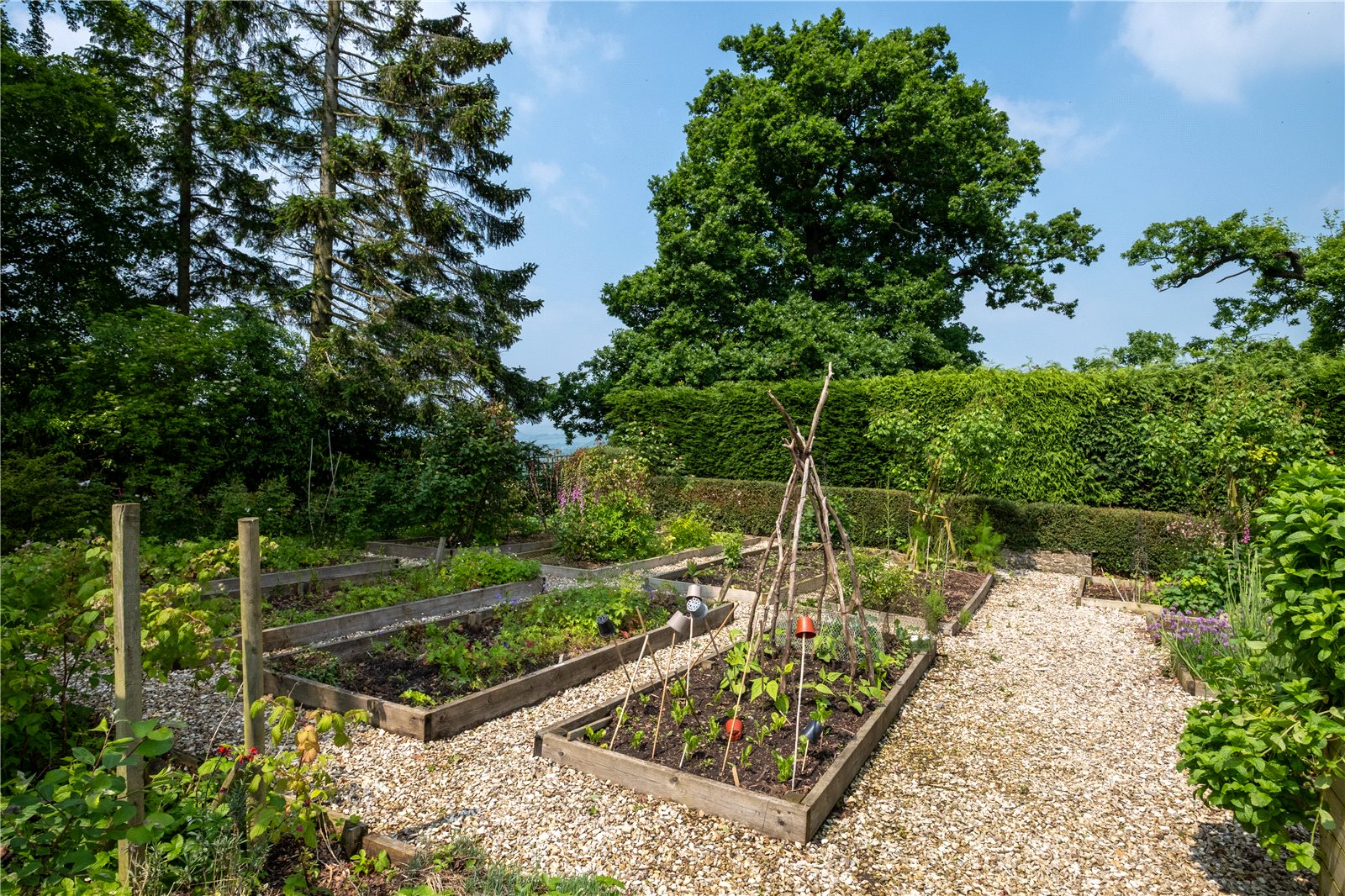 Vegetable Garden