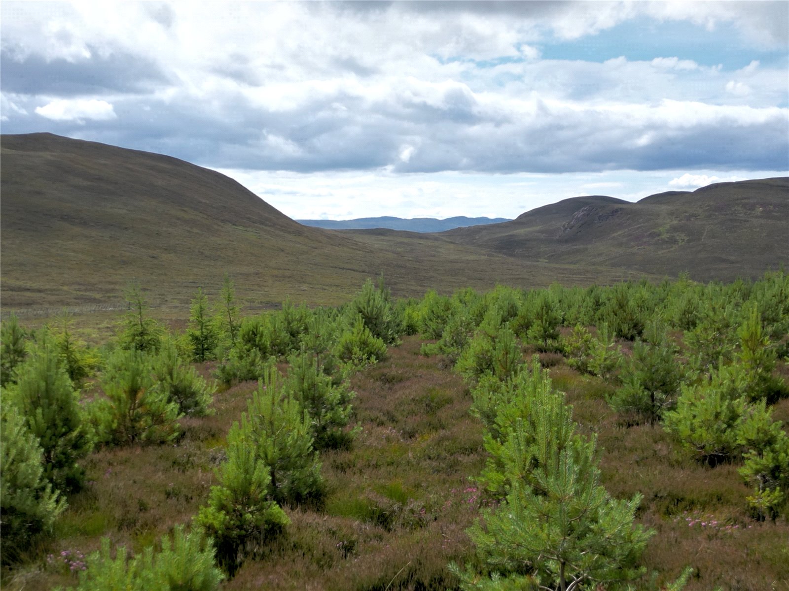 Fanblair Woodland