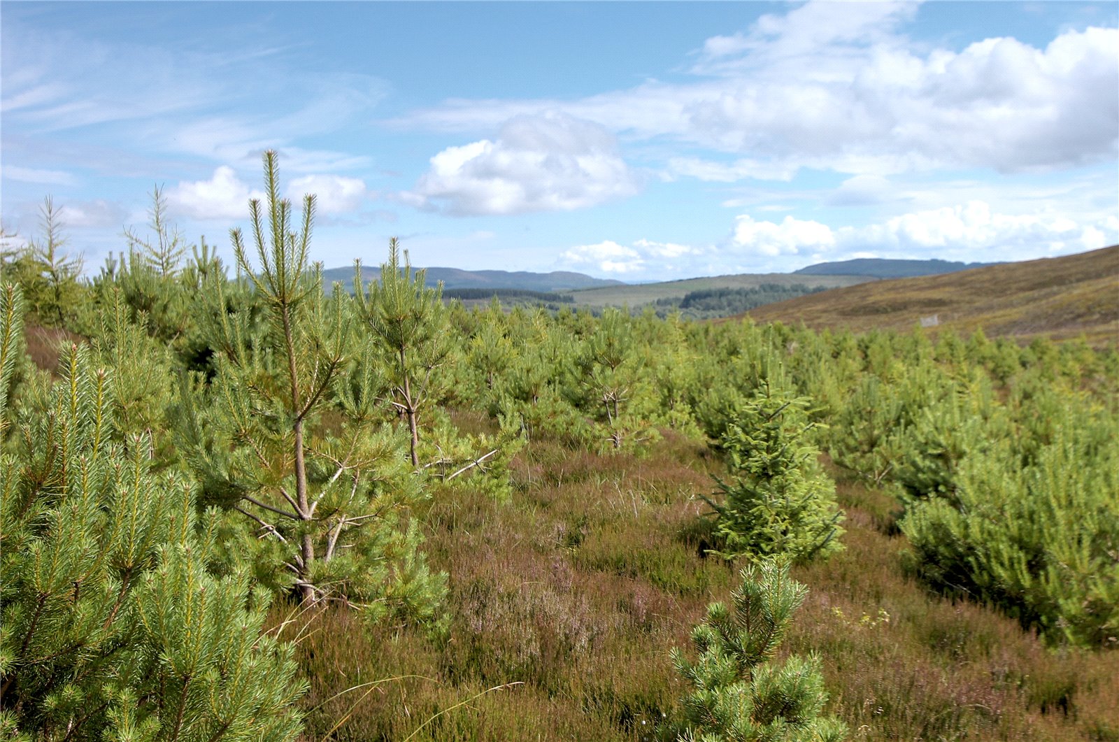 Fanblair Woodland