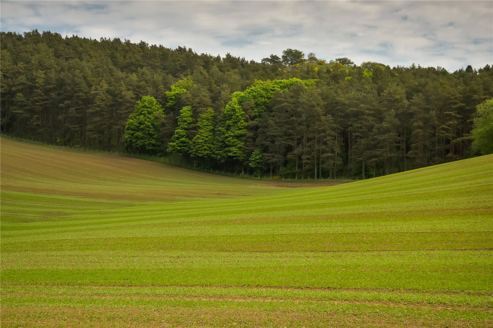 Ayton Farmland