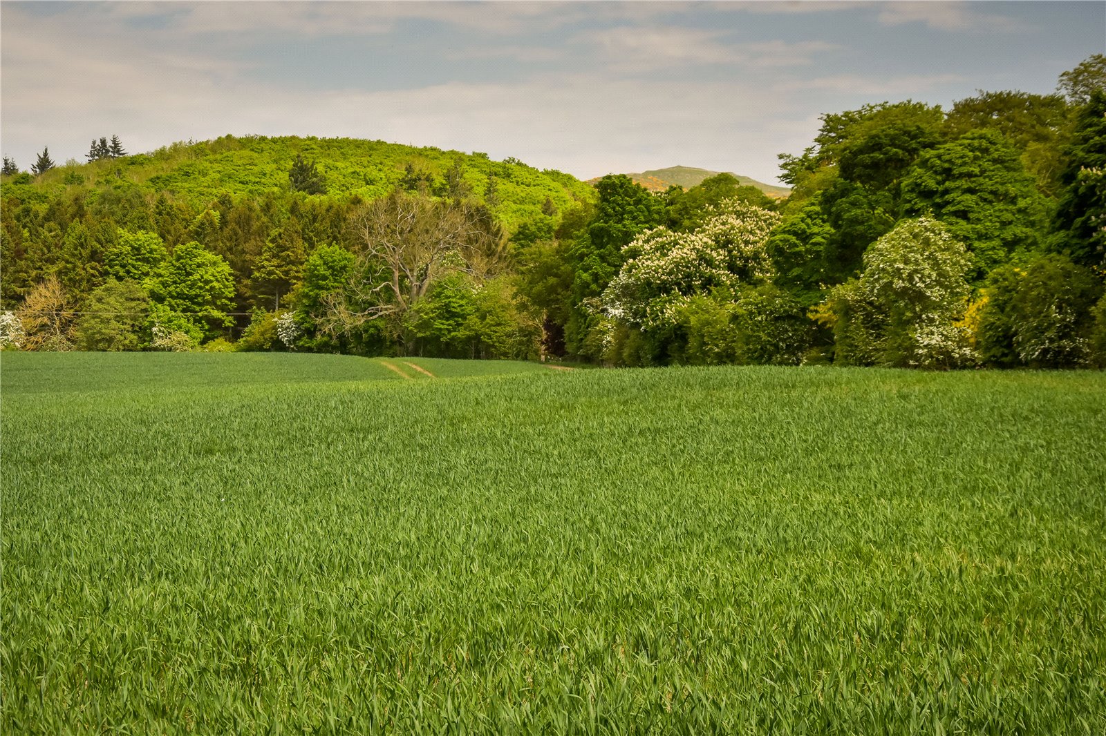 Ayton Farmland