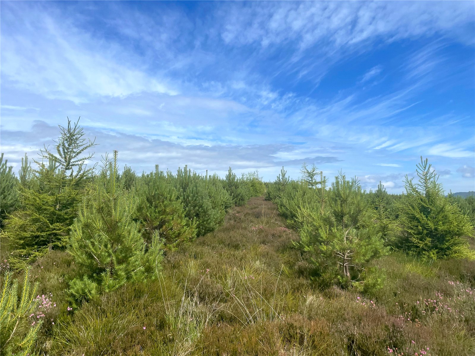 Fanblair Woodland