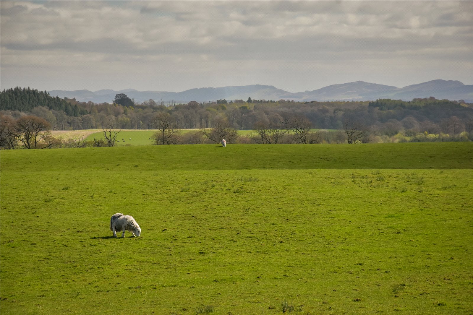 Pictston Farm