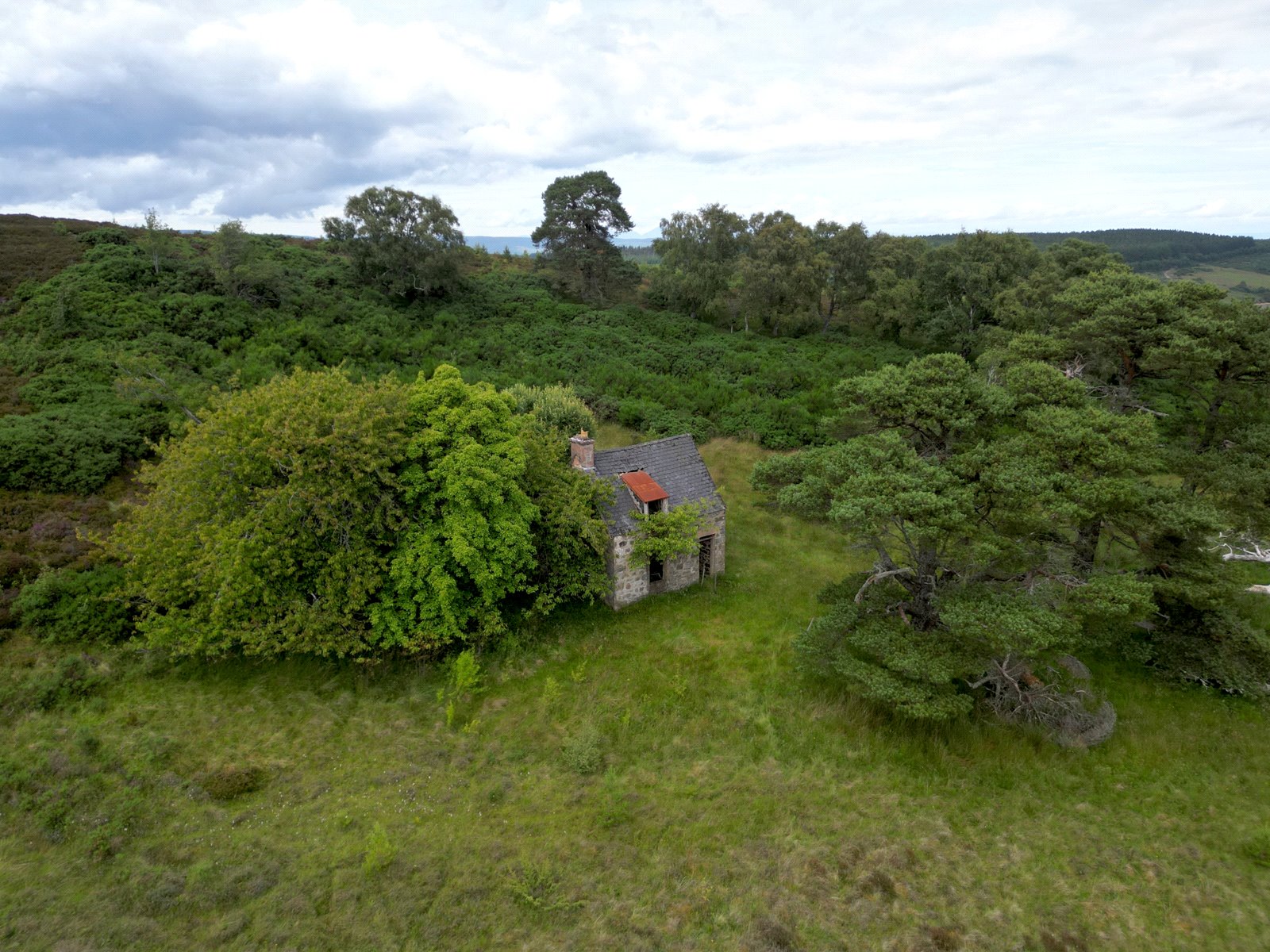 Fanblair Woodland