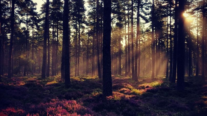 The sun shinning on a forest