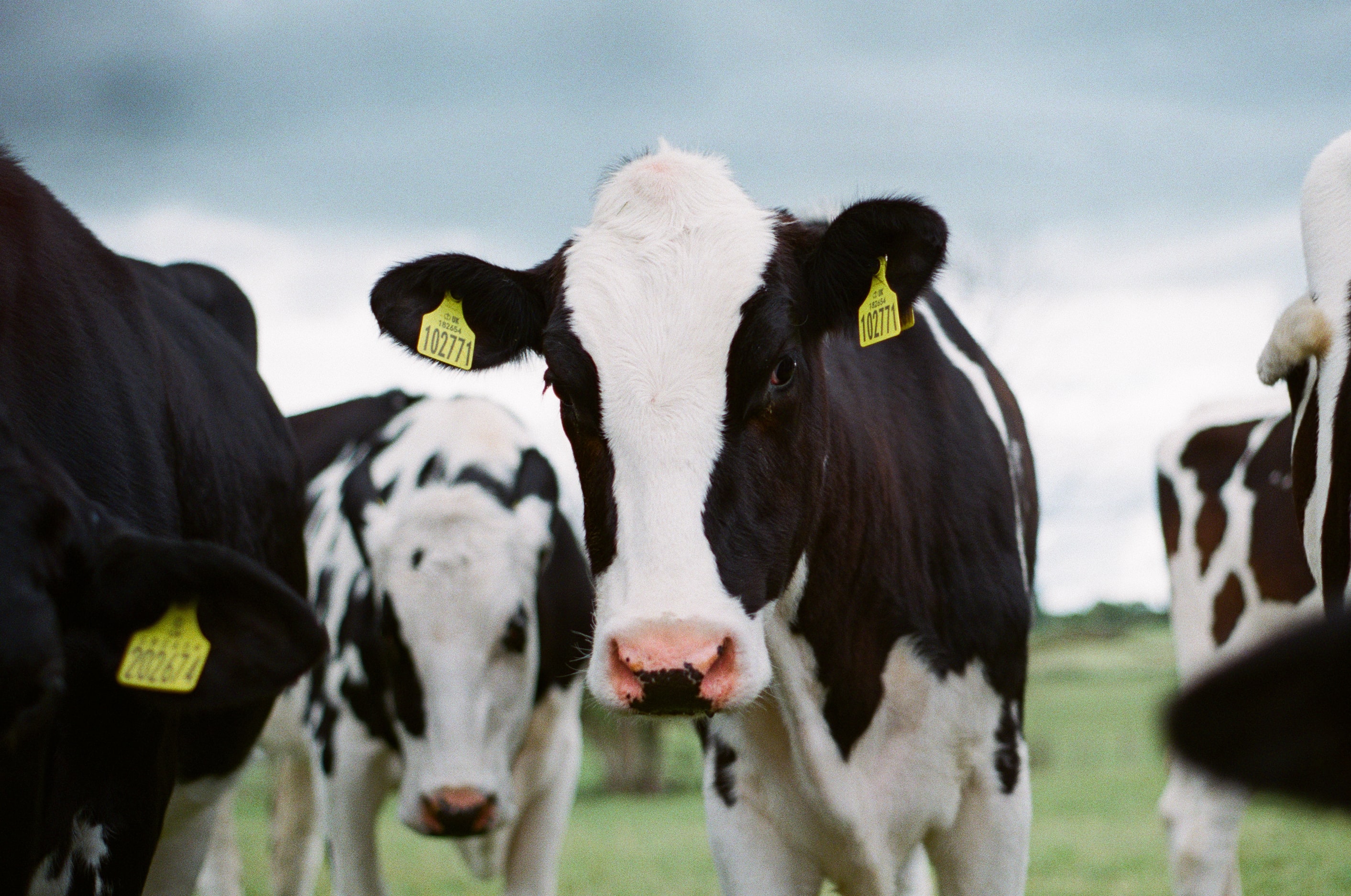 Dairy Cow in a field 