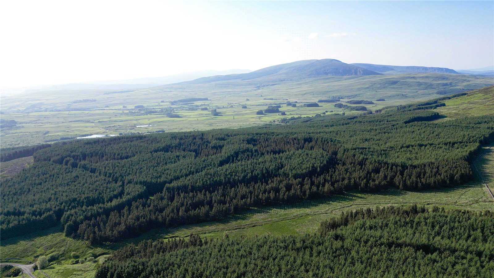 Conifer Forest North