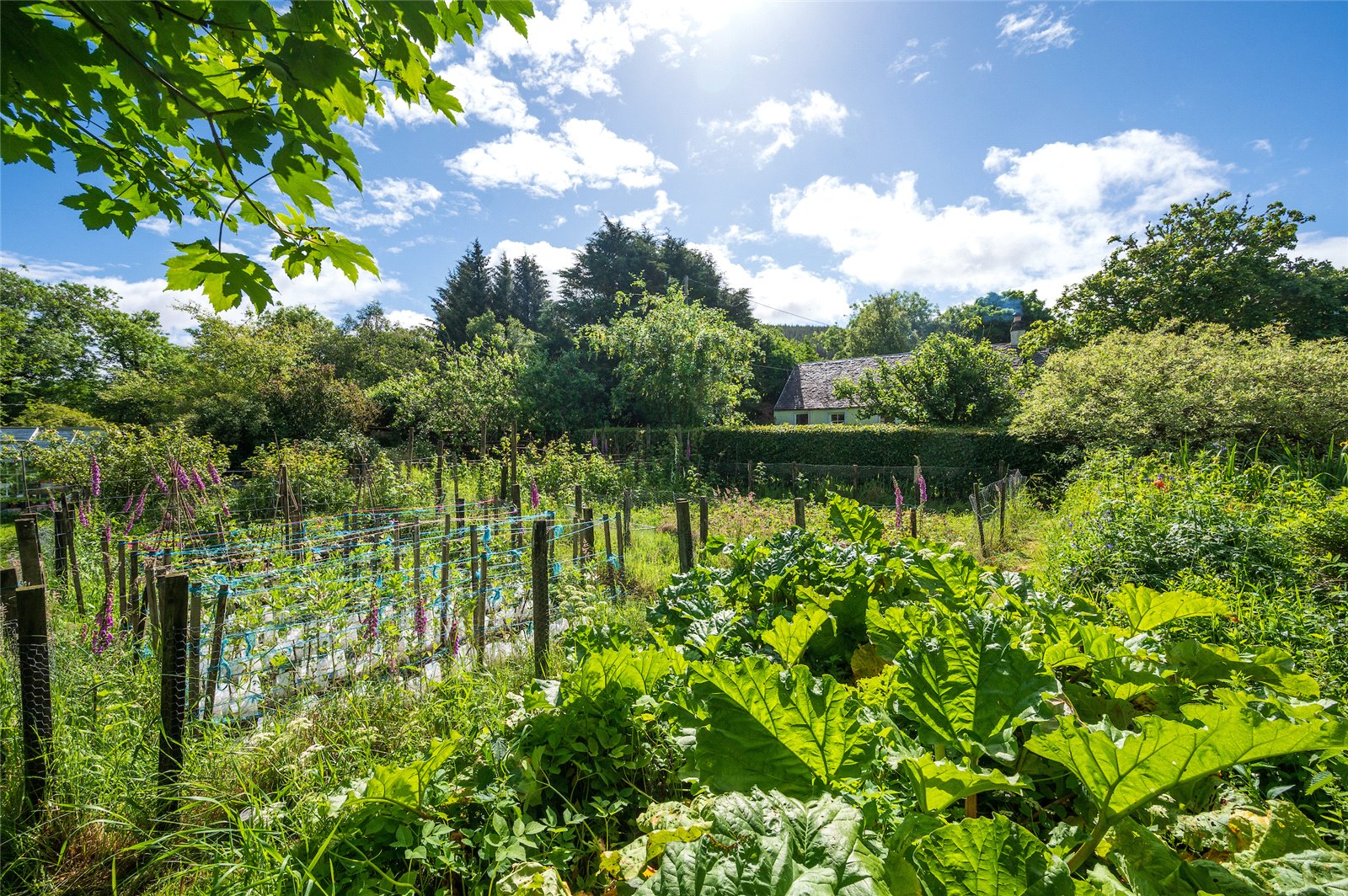 Vegetable Garden