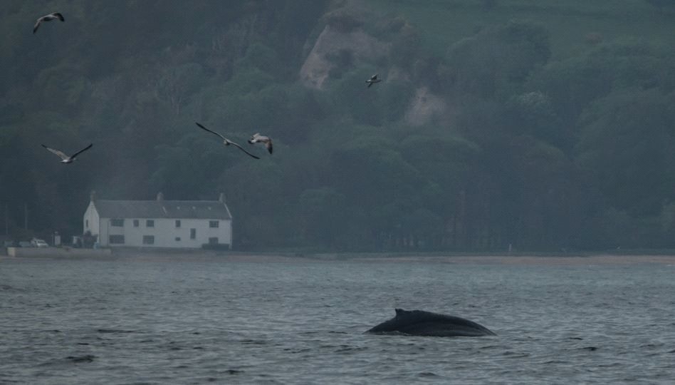 Humpback Whale