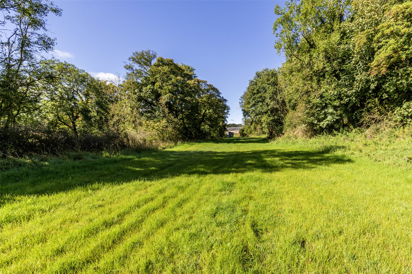 Grazing Paddock