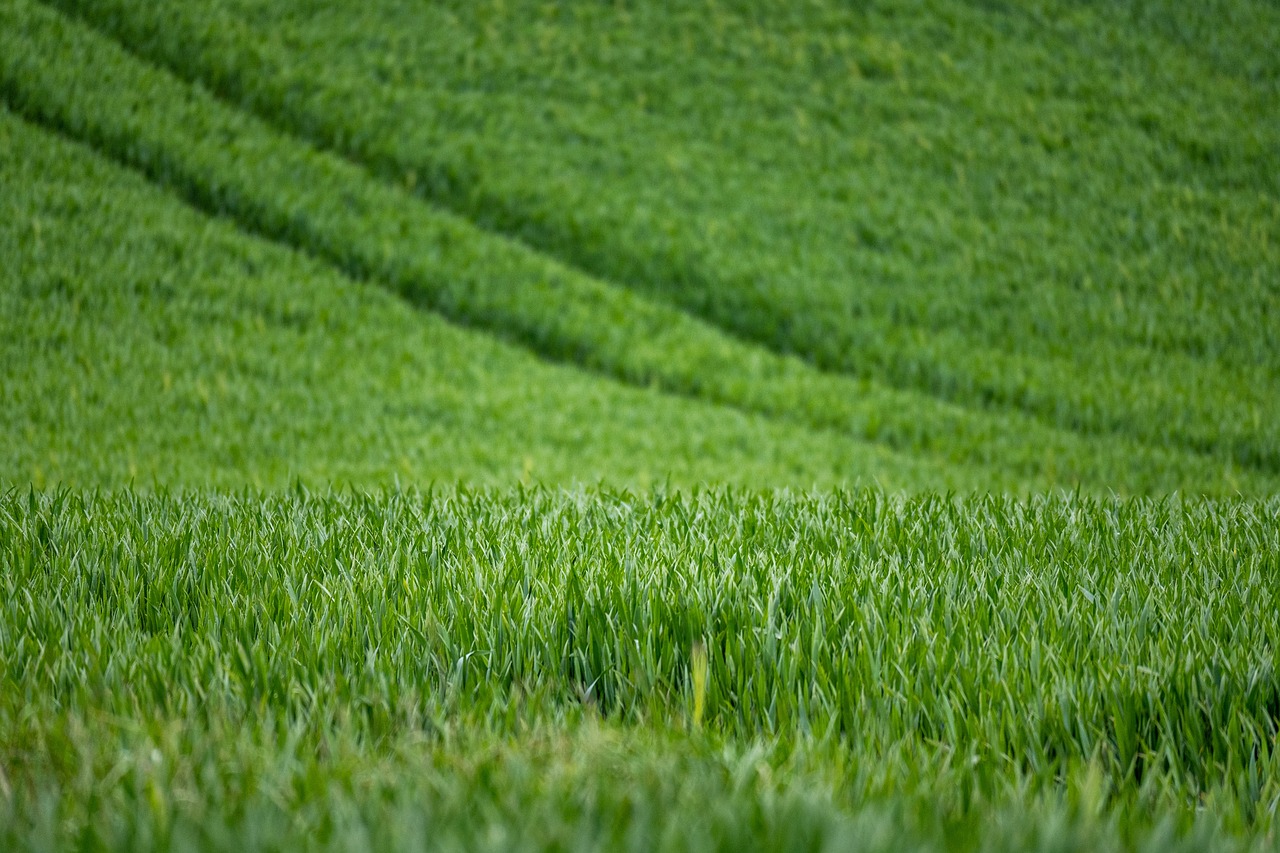 Scottish Farm 