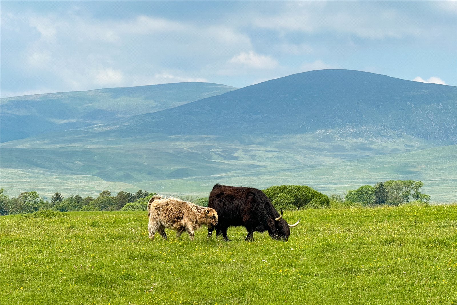 Open Grazing